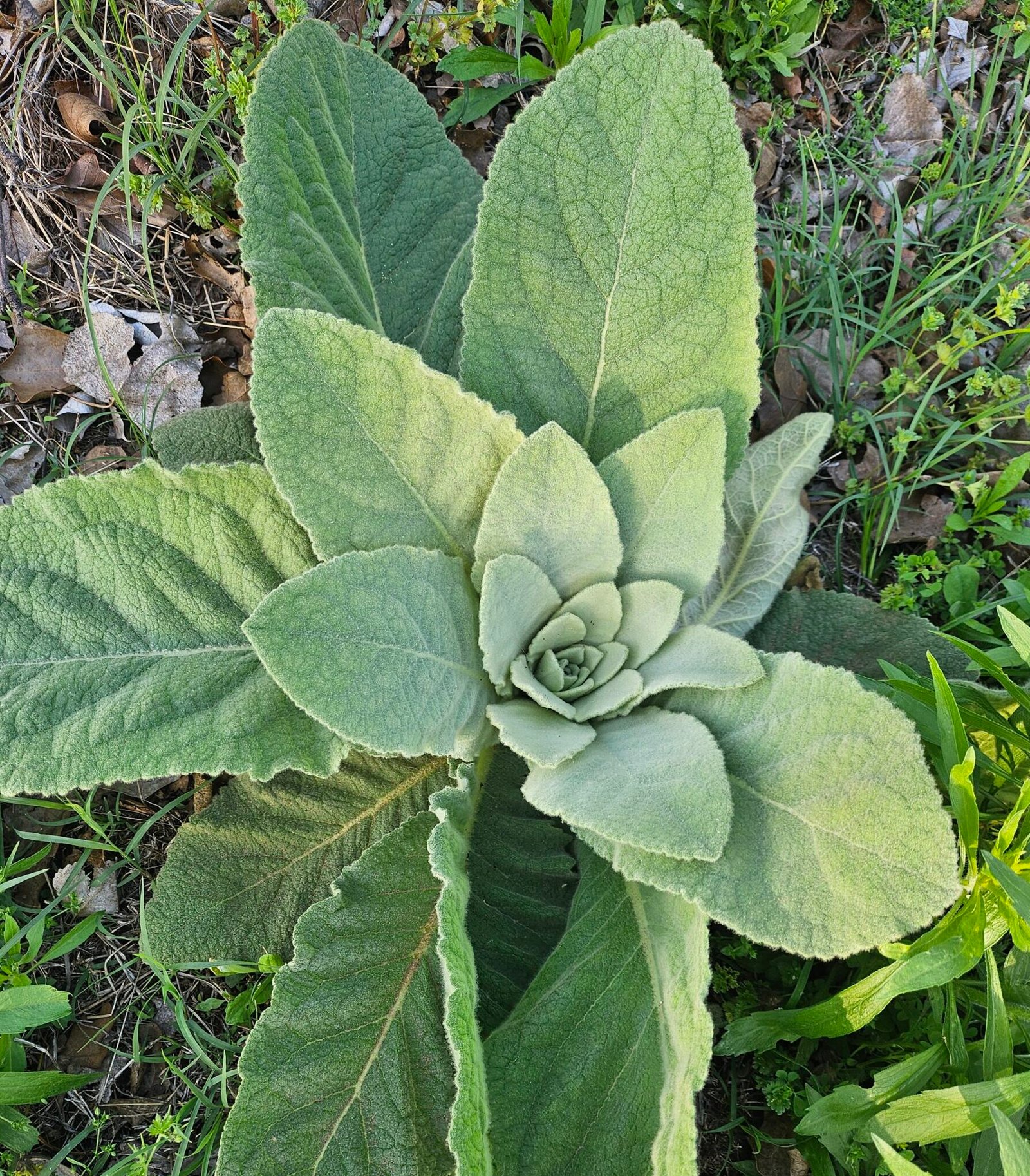 Mullein Leaf, Dried - Image 2