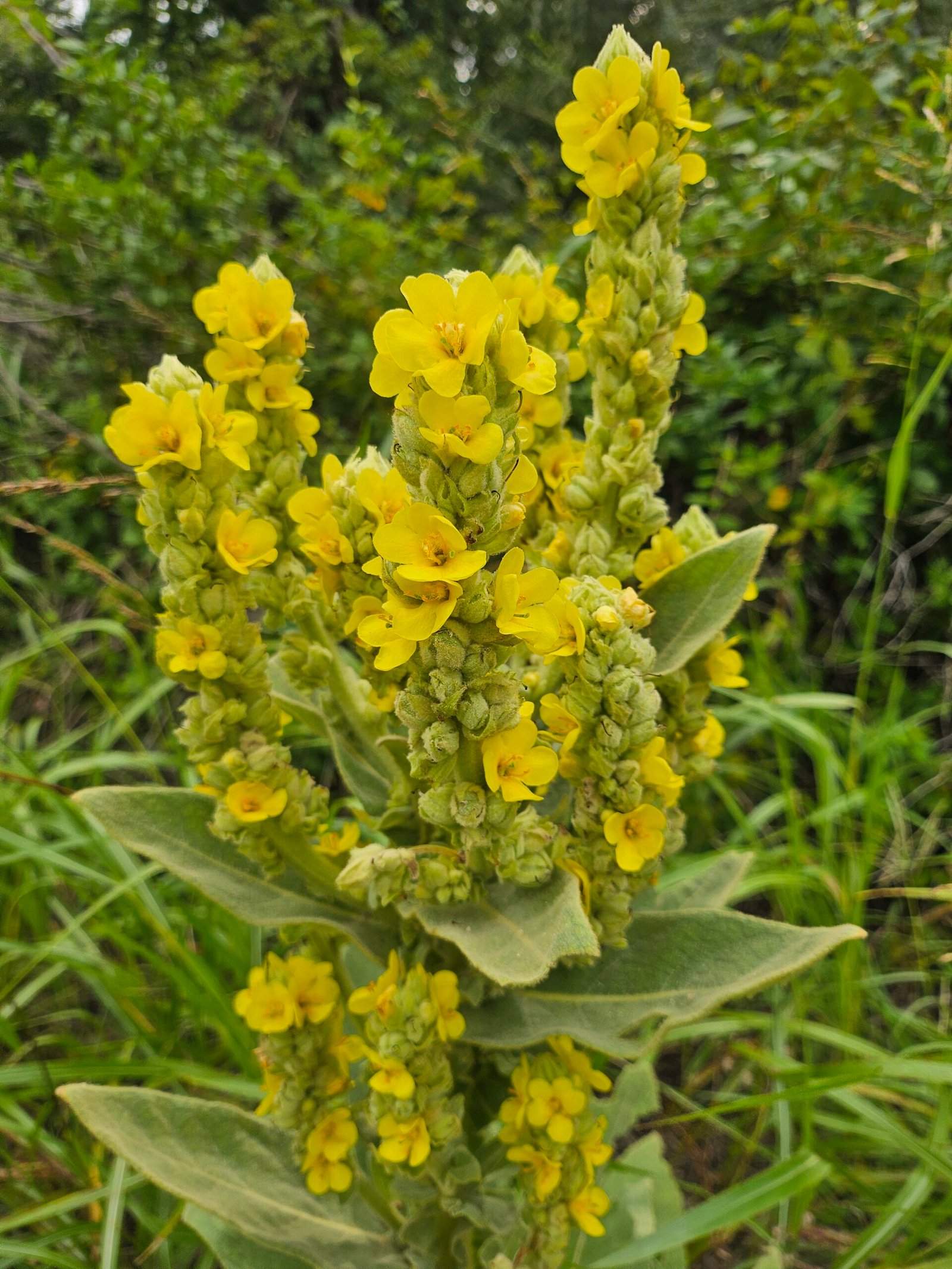 My Mighty Mullein